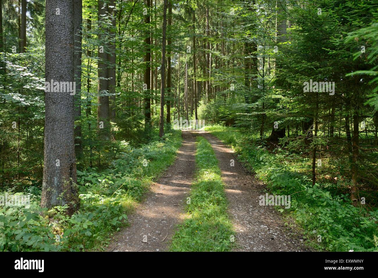 Percorso in un bosco misto, Alto Palatinato, Baviera, Germania Foto Stock