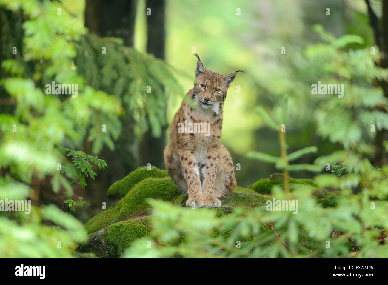 Lynx nella foresta bavarese, Germania Foto Stock