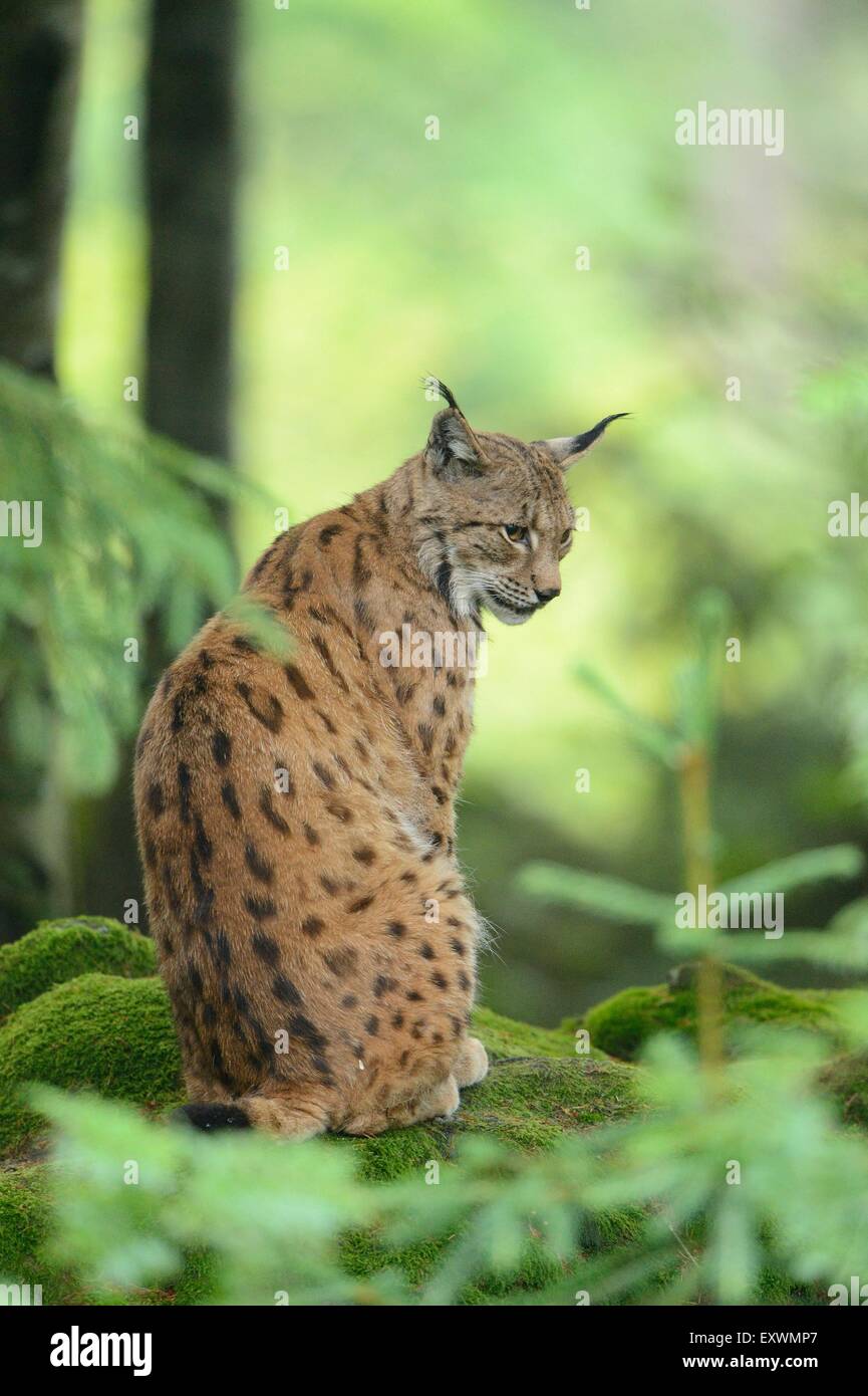 Lynx nella foresta bavarese, Germania Foto Stock