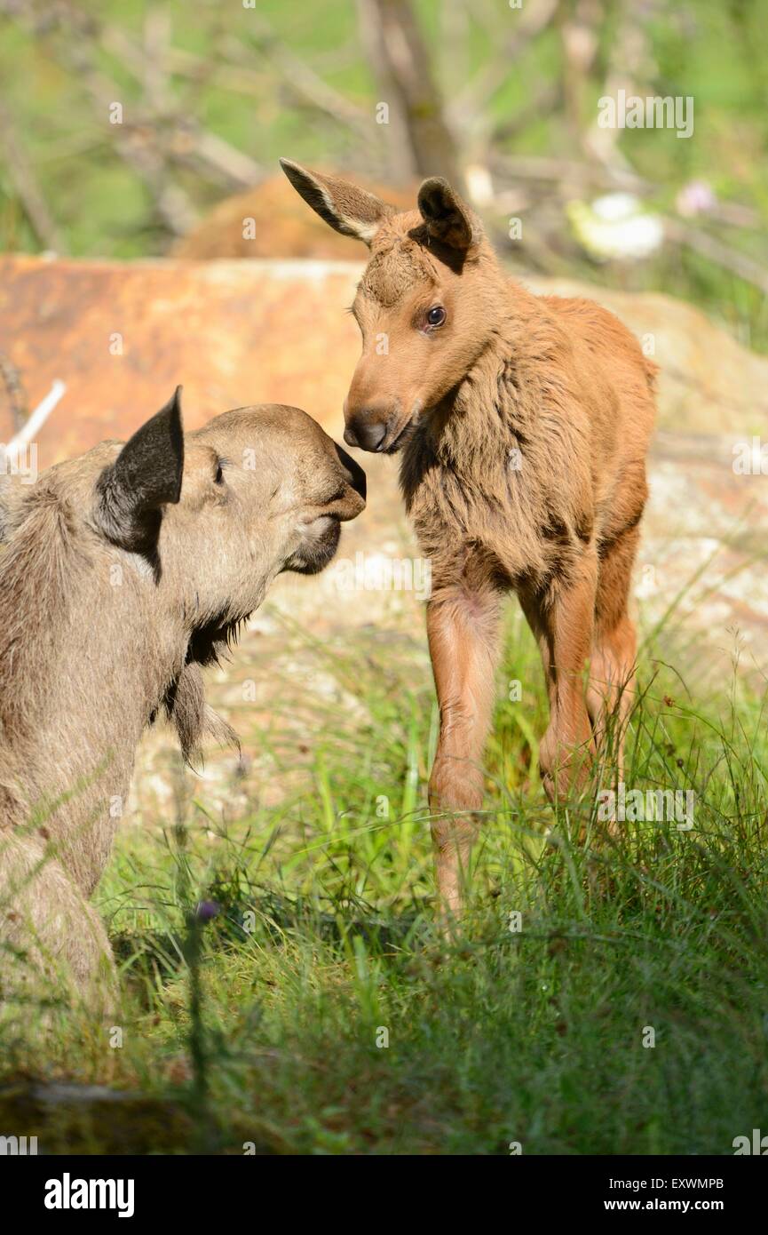 Elk madre con il giovane nella foresta bavarese, Germania Foto Stock
