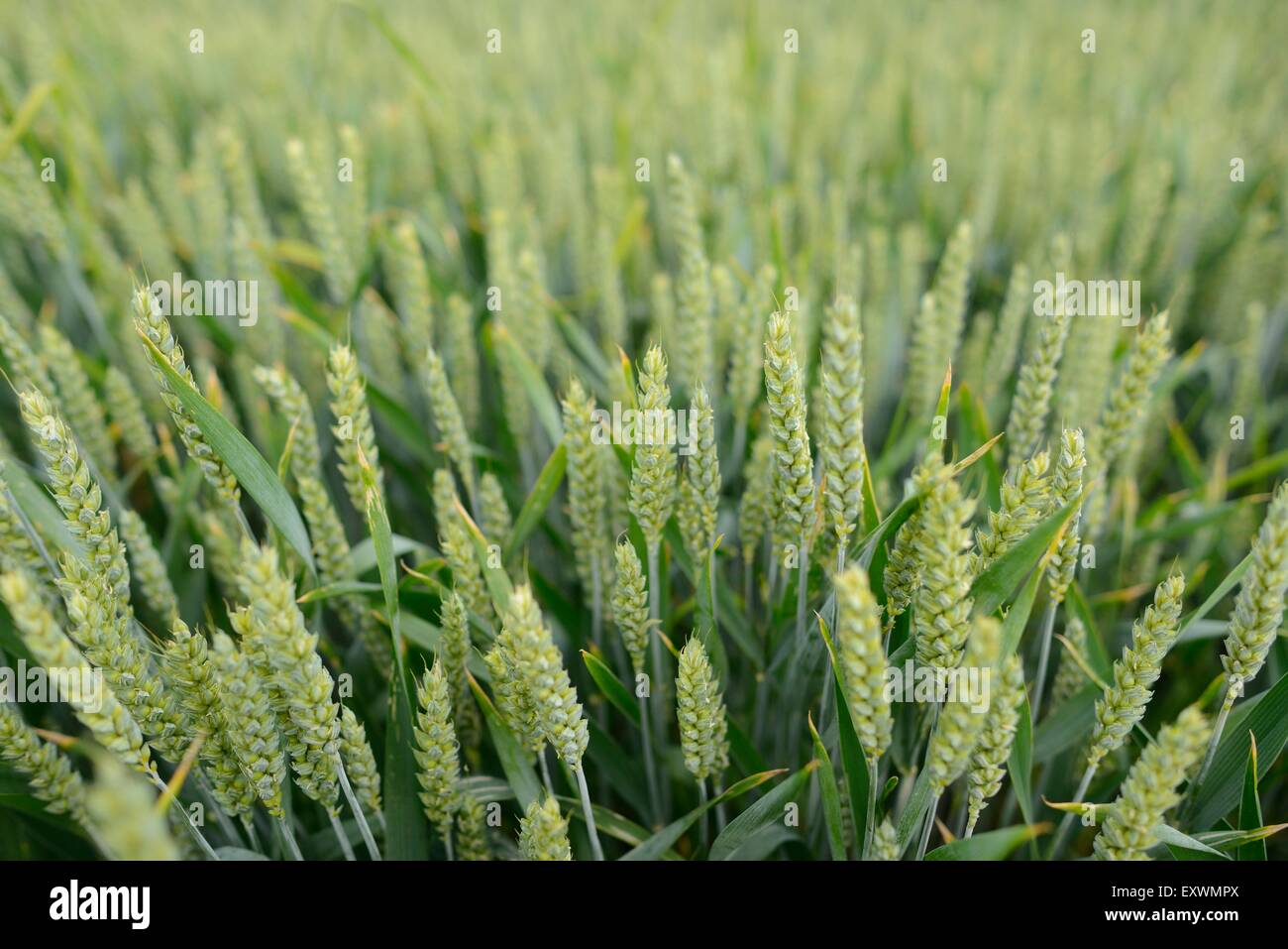 Campo di grano Foto Stock