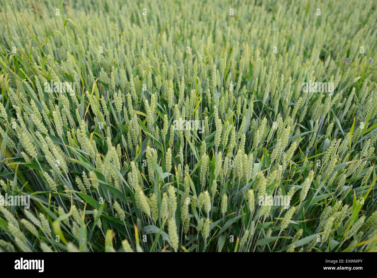 Campo di grano Foto Stock