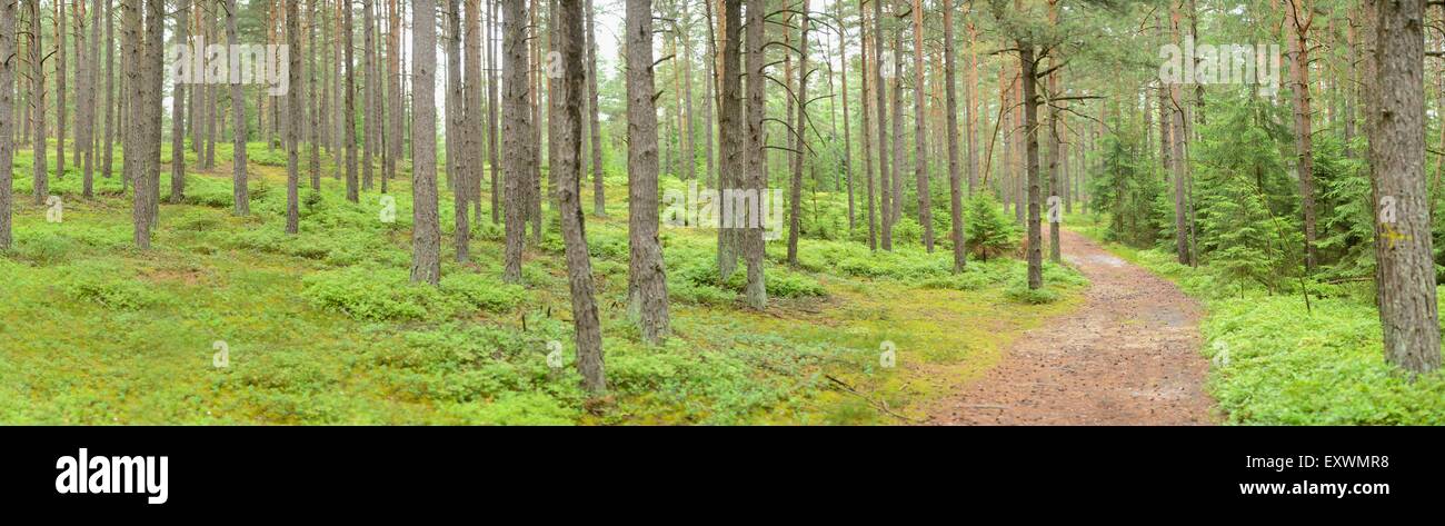 Percorso in un bosco misto, Alto Palatinato, Baviera, Germania Foto Stock