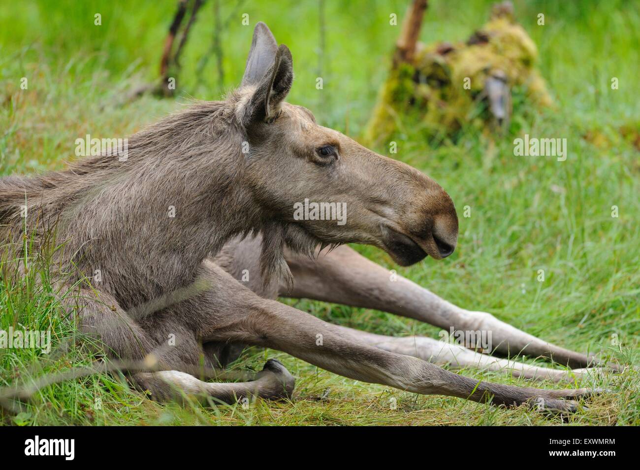 Elk giacente in erba nella foresta bavarese, Germania Foto Stock