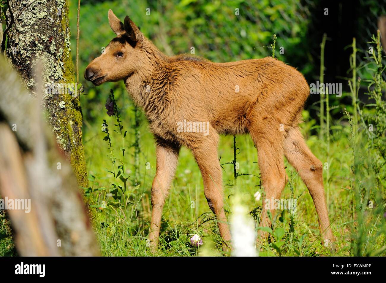 Elk giovane nella foresta bavarese, Germania Foto Stock