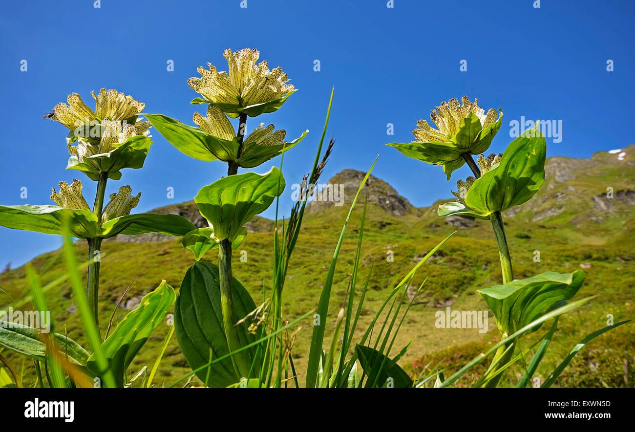 Genziana maculata Foto Stock