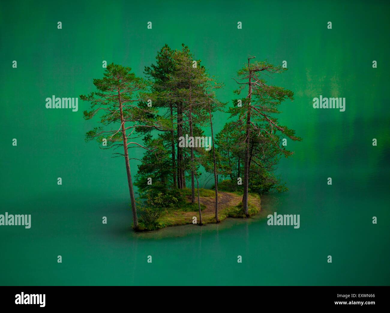 Alberi di pino in Fernsteinsee, Nassereith, Tirolo, Austria Foto Stock