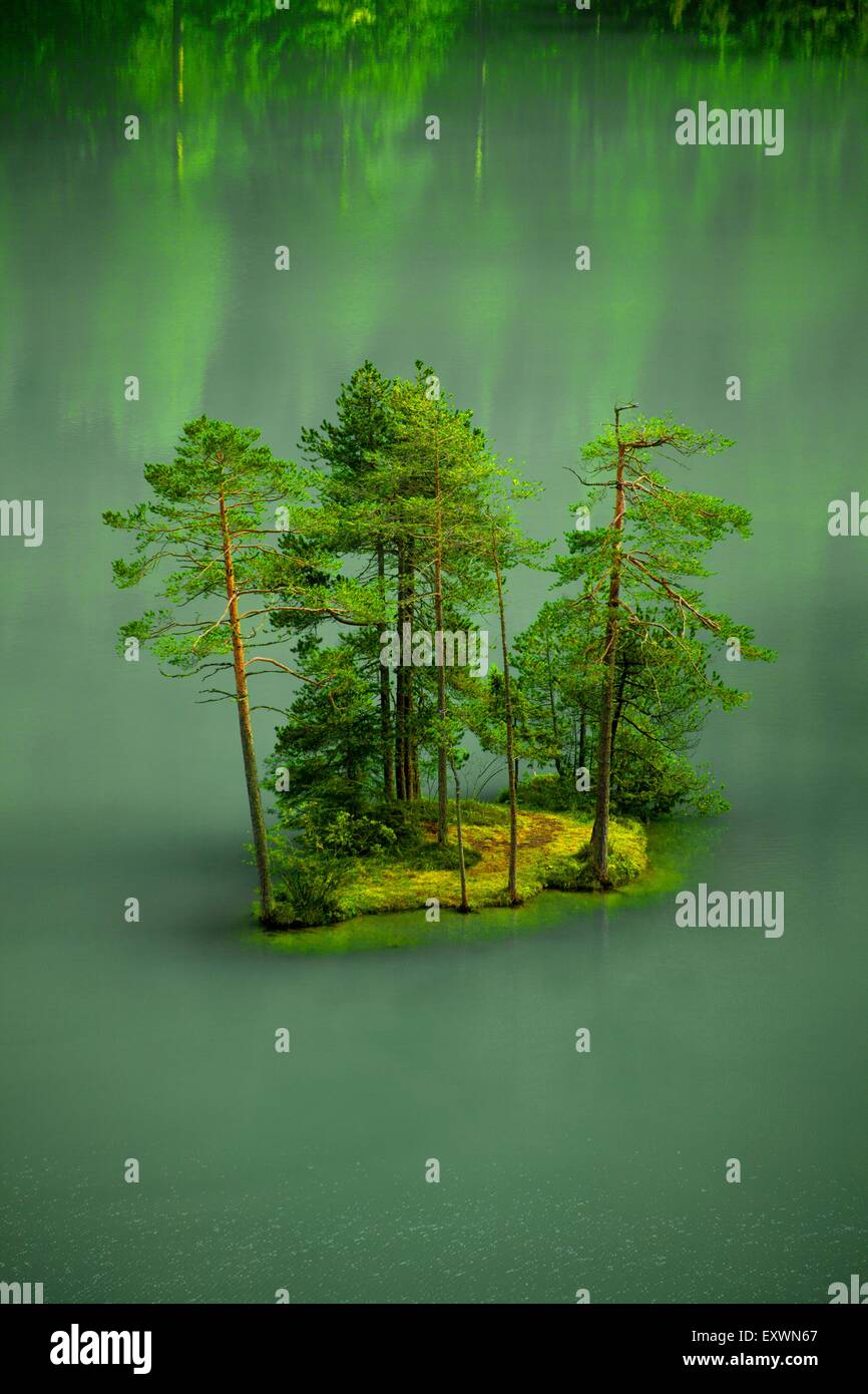 Alberi di pino in Fernsteinsee, Nassereith, Tirolo, Austria Foto Stock