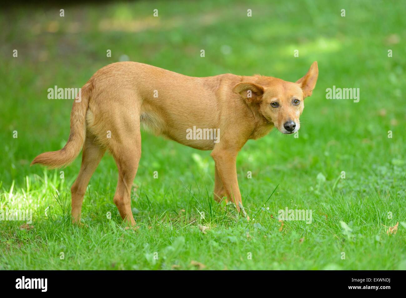 Razza cane su erba in estate Foto Stock