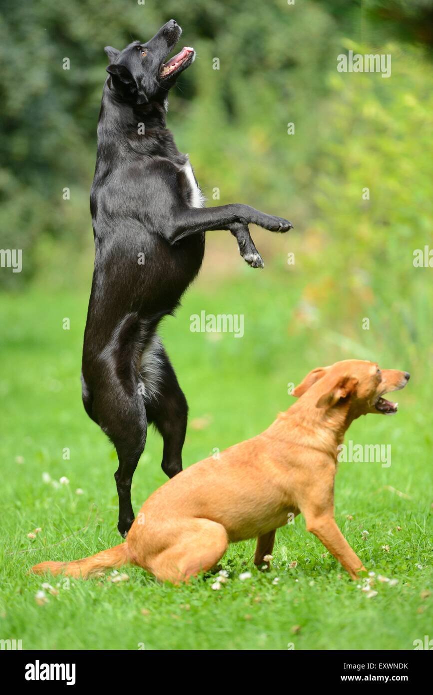 Due cani di razza mista su un prato Foto Stock