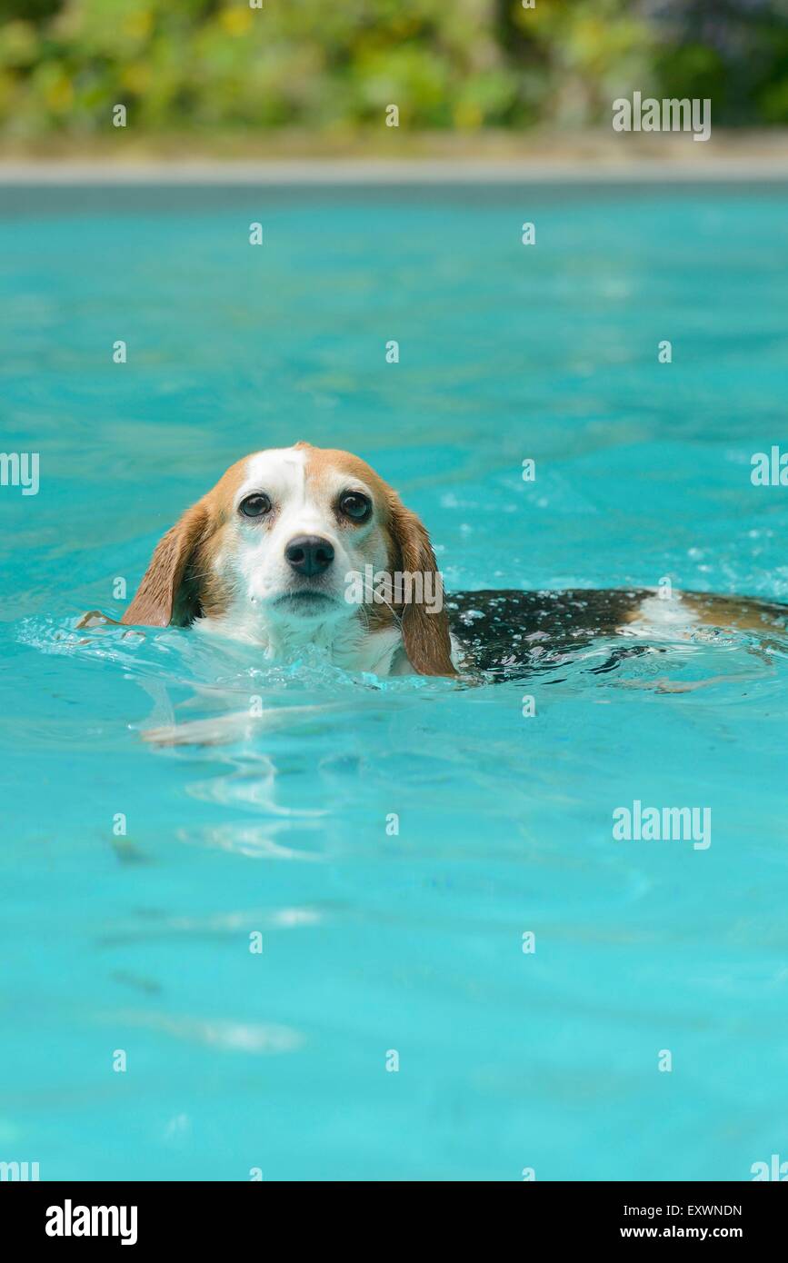 Beagle di nuoto in piscina Foto Stock