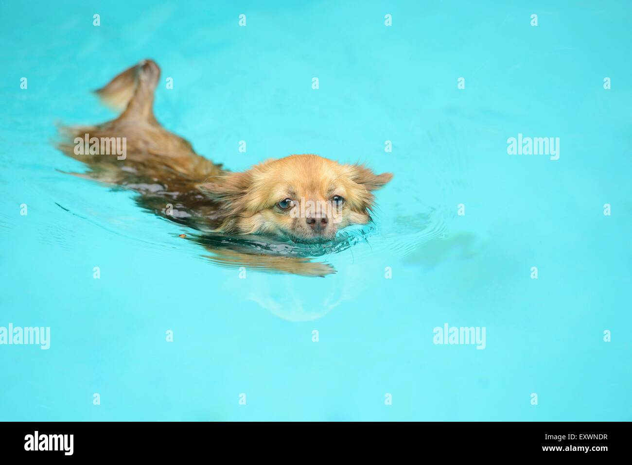Chihuahua nuoto in piscina Foto Stock