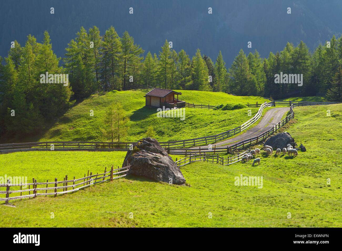 Pascolo alpino vicino a Soelden, Tirolo, Austria Foto Stock