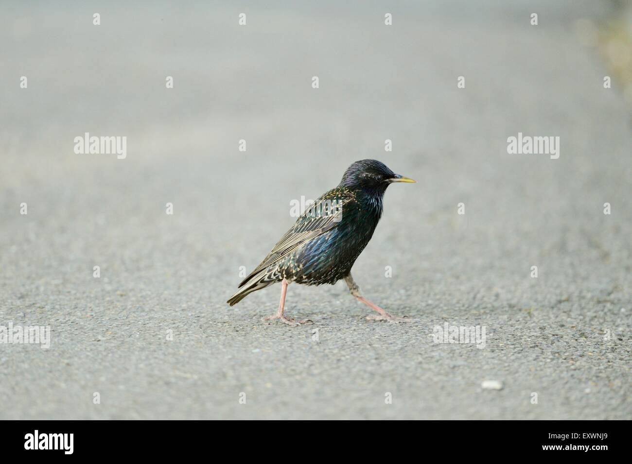 Starling comune su una strada Foto Stock