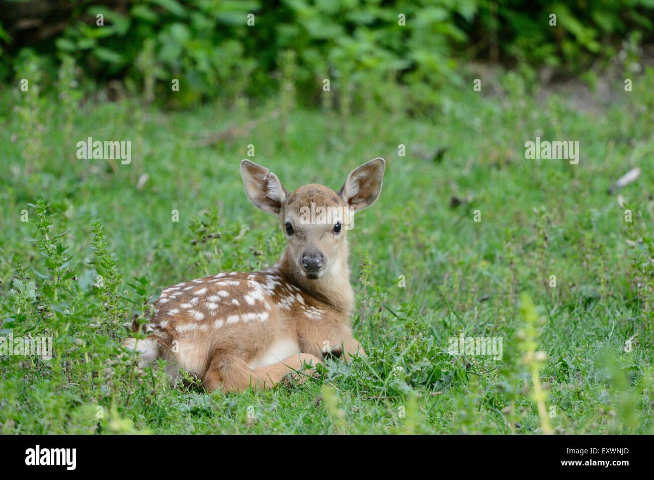 Sika Deer Fawn su un prato Foto Stock