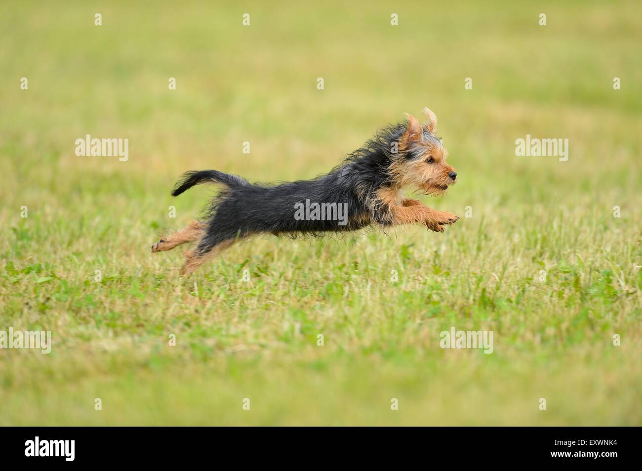Yorkshire Terrier cucciolo in esecuzione su un prato Foto Stock