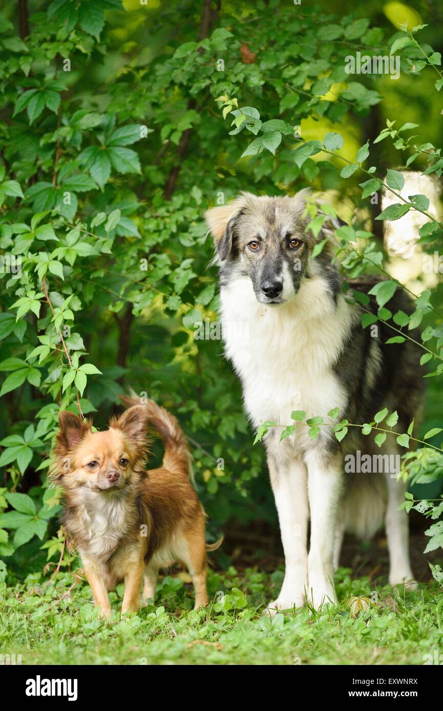 Mixed-razza del cane e del chihuahua in foresta, Alto Palatinato, Baviera, Germania, Europa Foto Stock