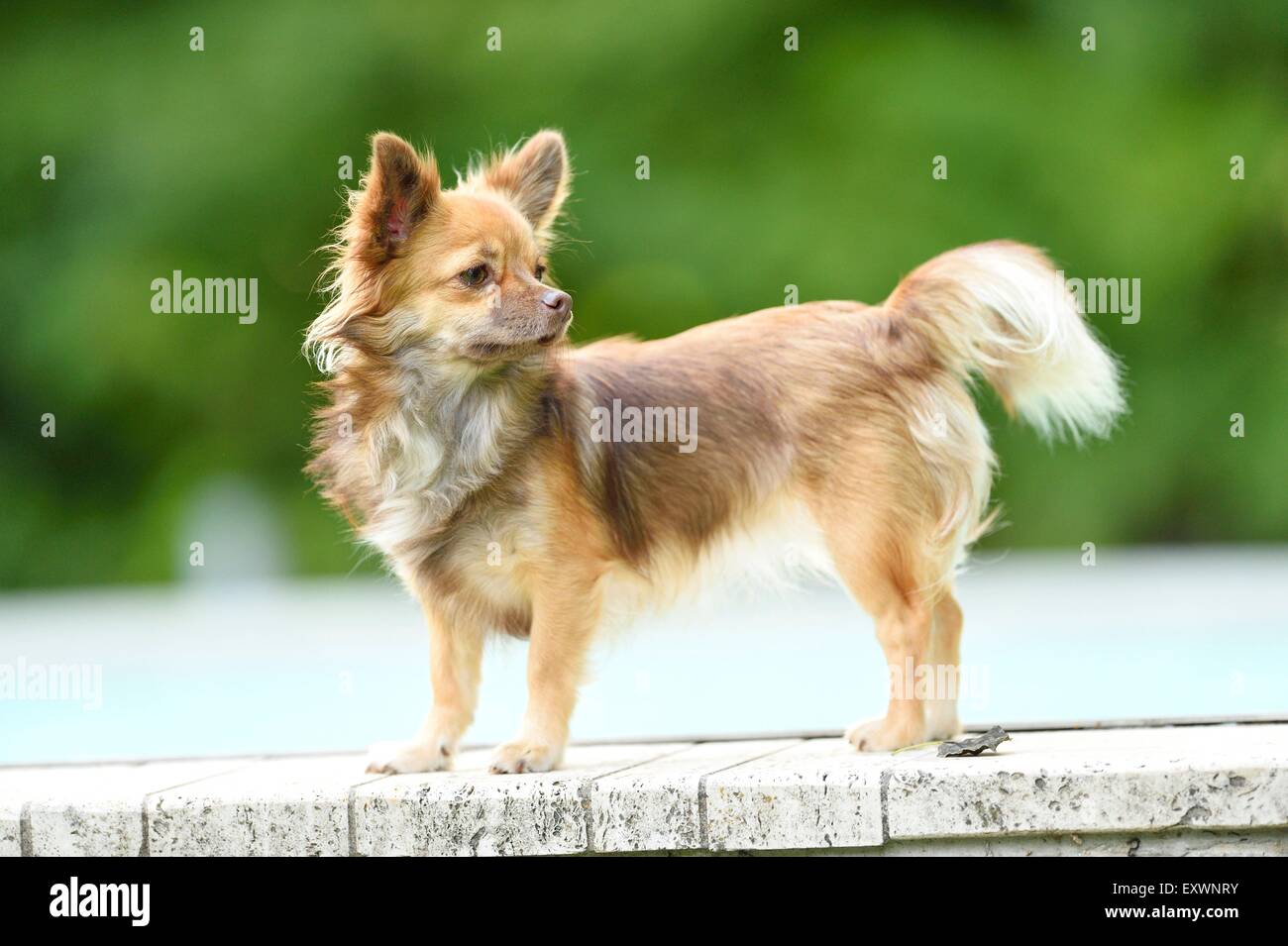 Chihuahua in giardino, Alto Palatinato, Baviera, Germania, Europa Foto Stock