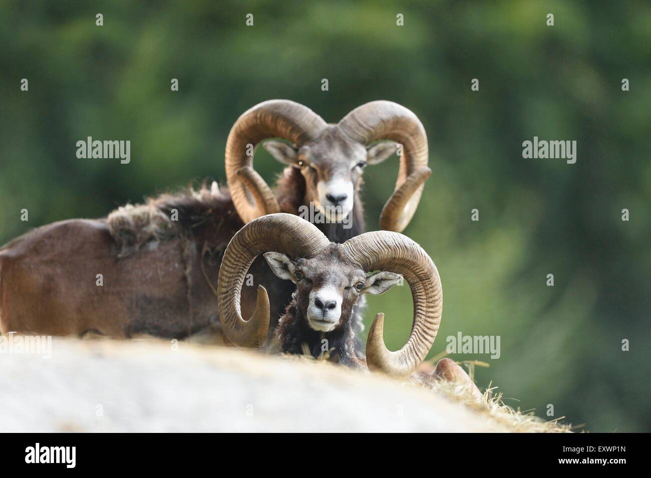 Due maschio mufloni Foto Stock