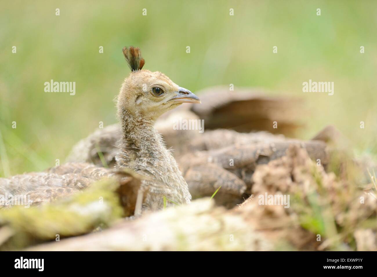 Peafowl blu pulcino Foto Stock