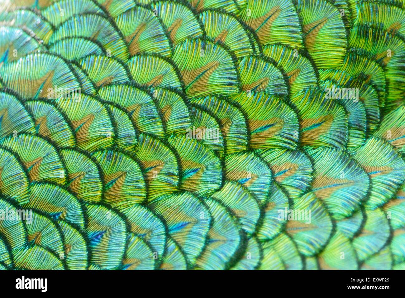 Dettaglio del peafowl blu piume Foto Stock