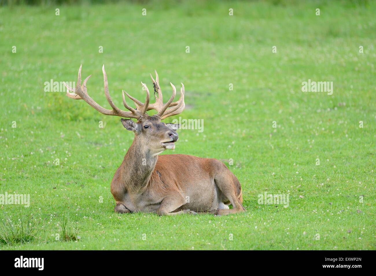 Maschio rosso cervo sdraiato su un prato Foto Stock