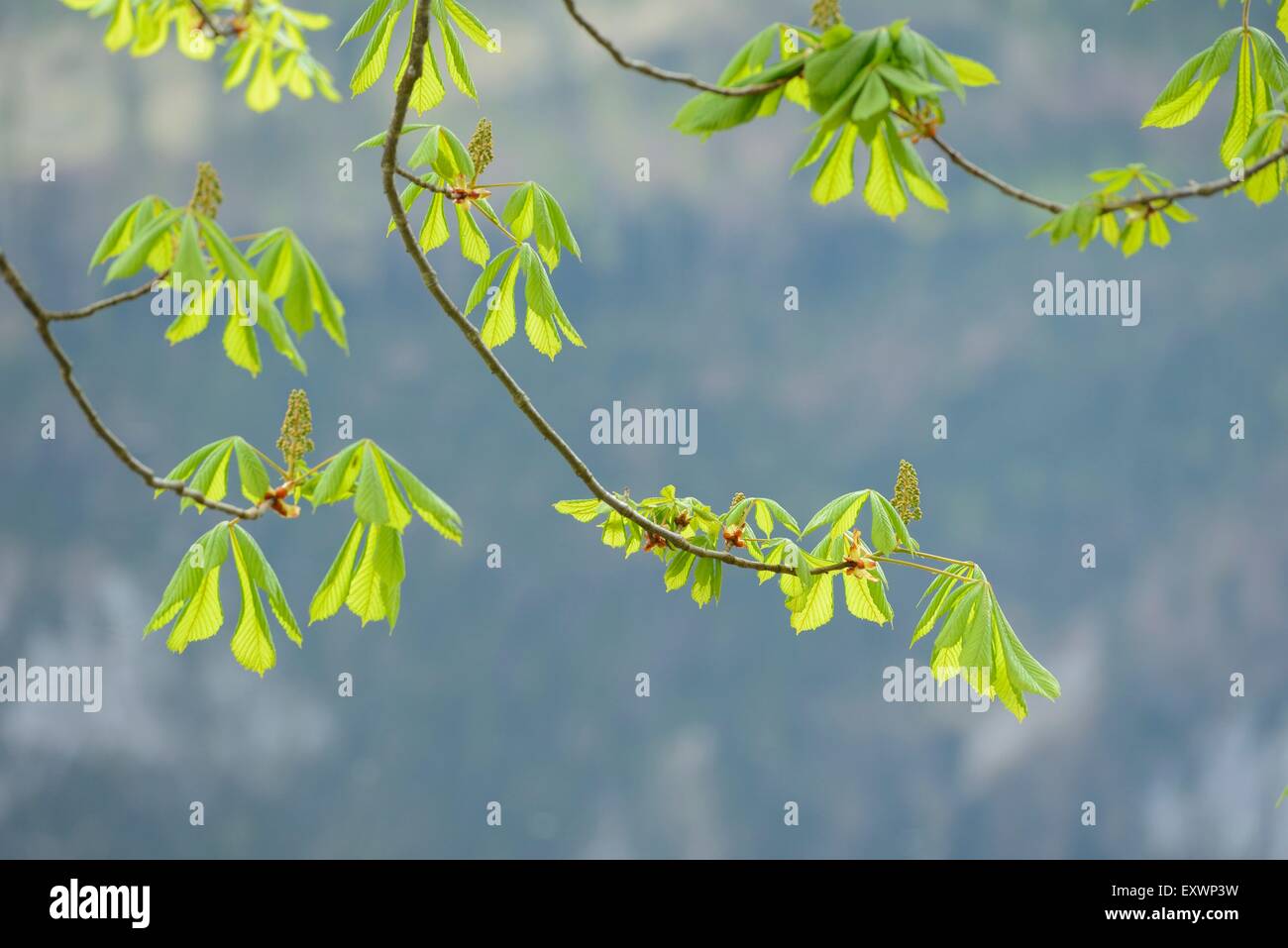 Close-up di foglie e di boccioli di fiori di ippocastano Foto Stock