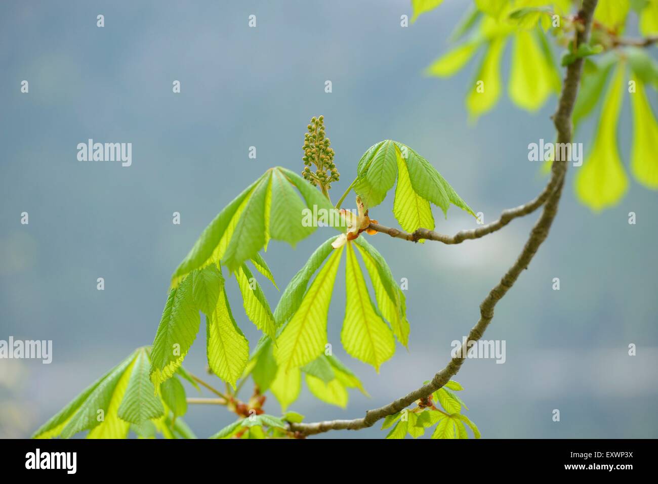 Close-up di foglie e di boccioli di fiori di ippocastano Foto Stock
