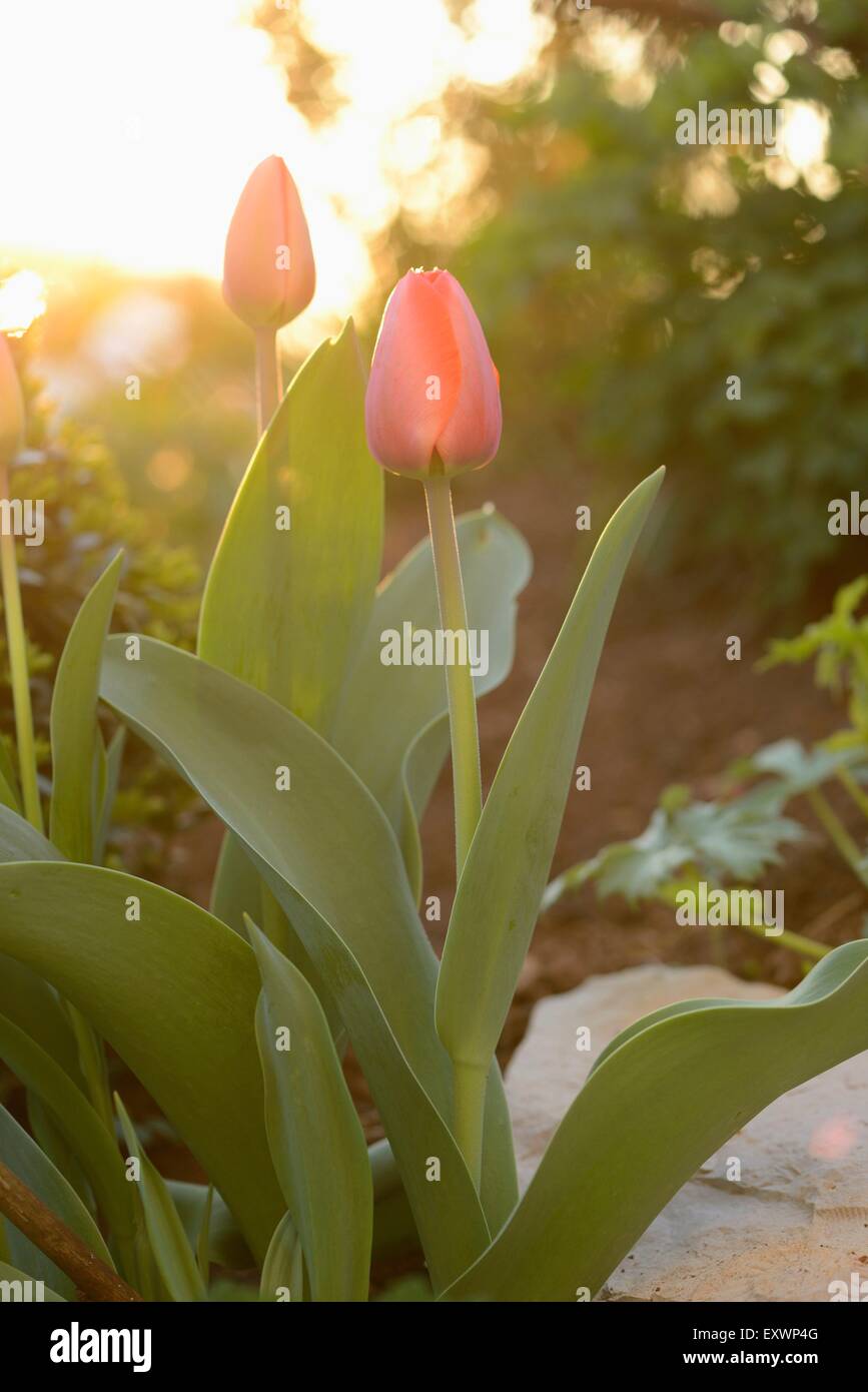 Tulipano in giardino Foto Stock