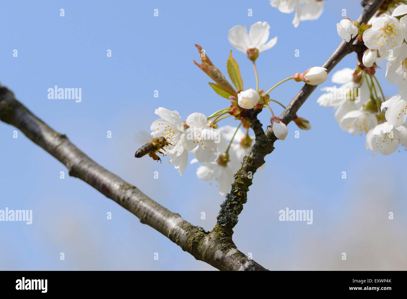 Ape del miele sui fiori di ciliegio immagini e fotografie stock ad alta ...