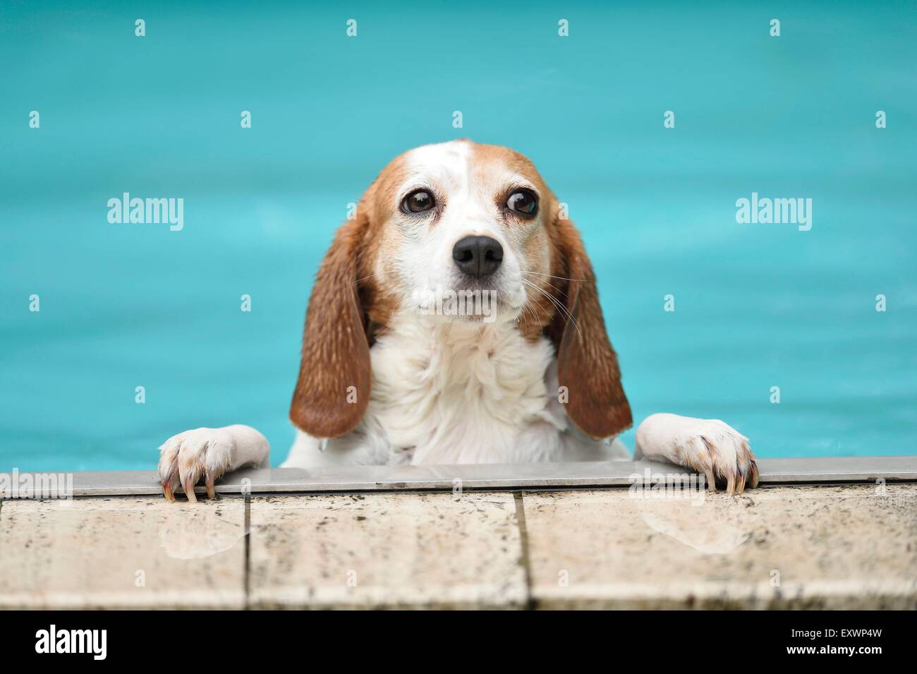 Beagle piscina a bordo della Foto Stock