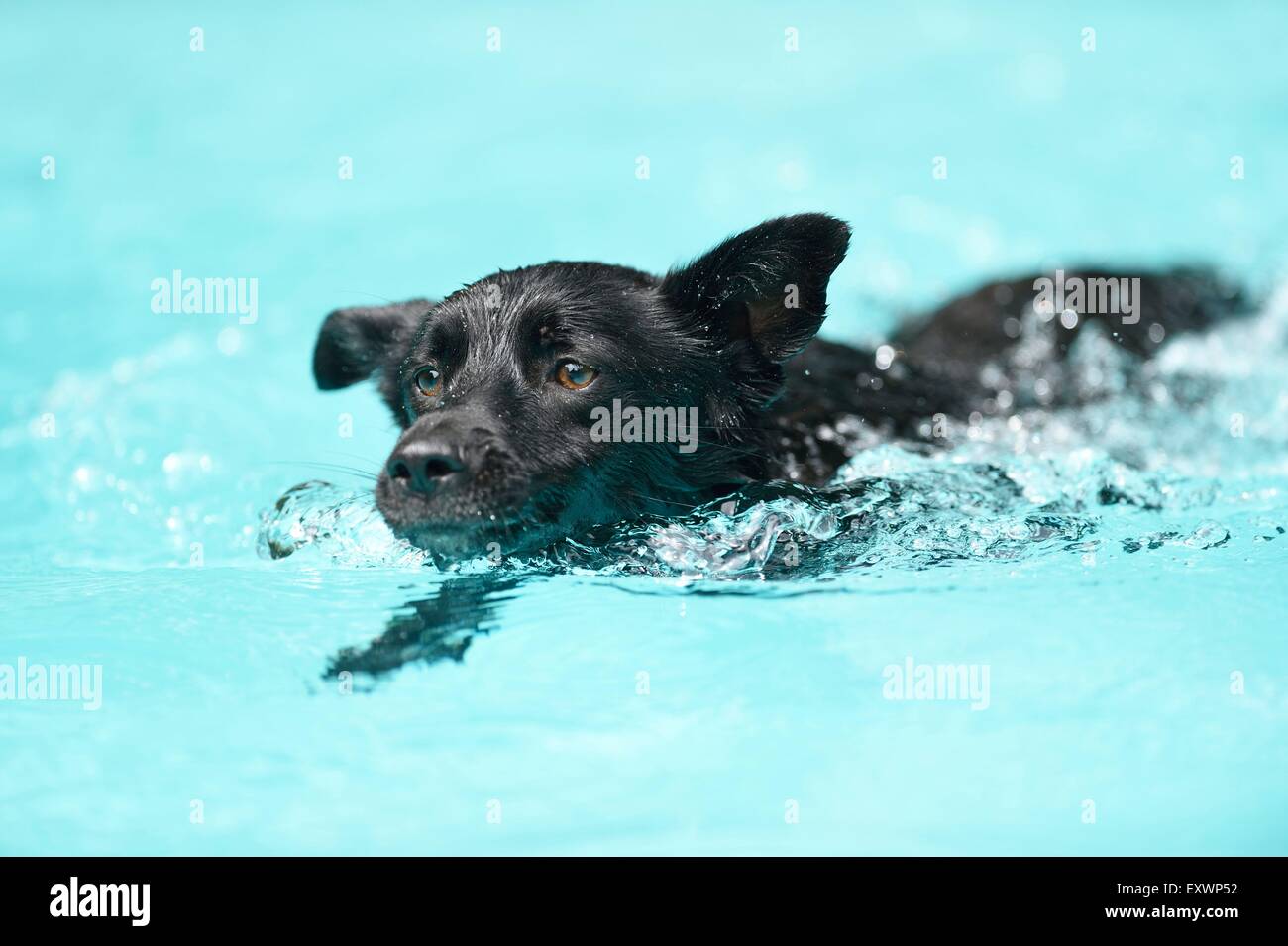 Razza cane nuoto in piscina Foto Stock