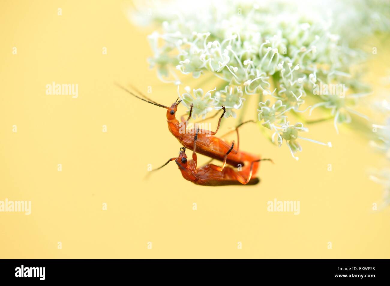 Comune soldato rosso coleotteri in accoppiamento un Peucedanum cervaria blossom Foto Stock