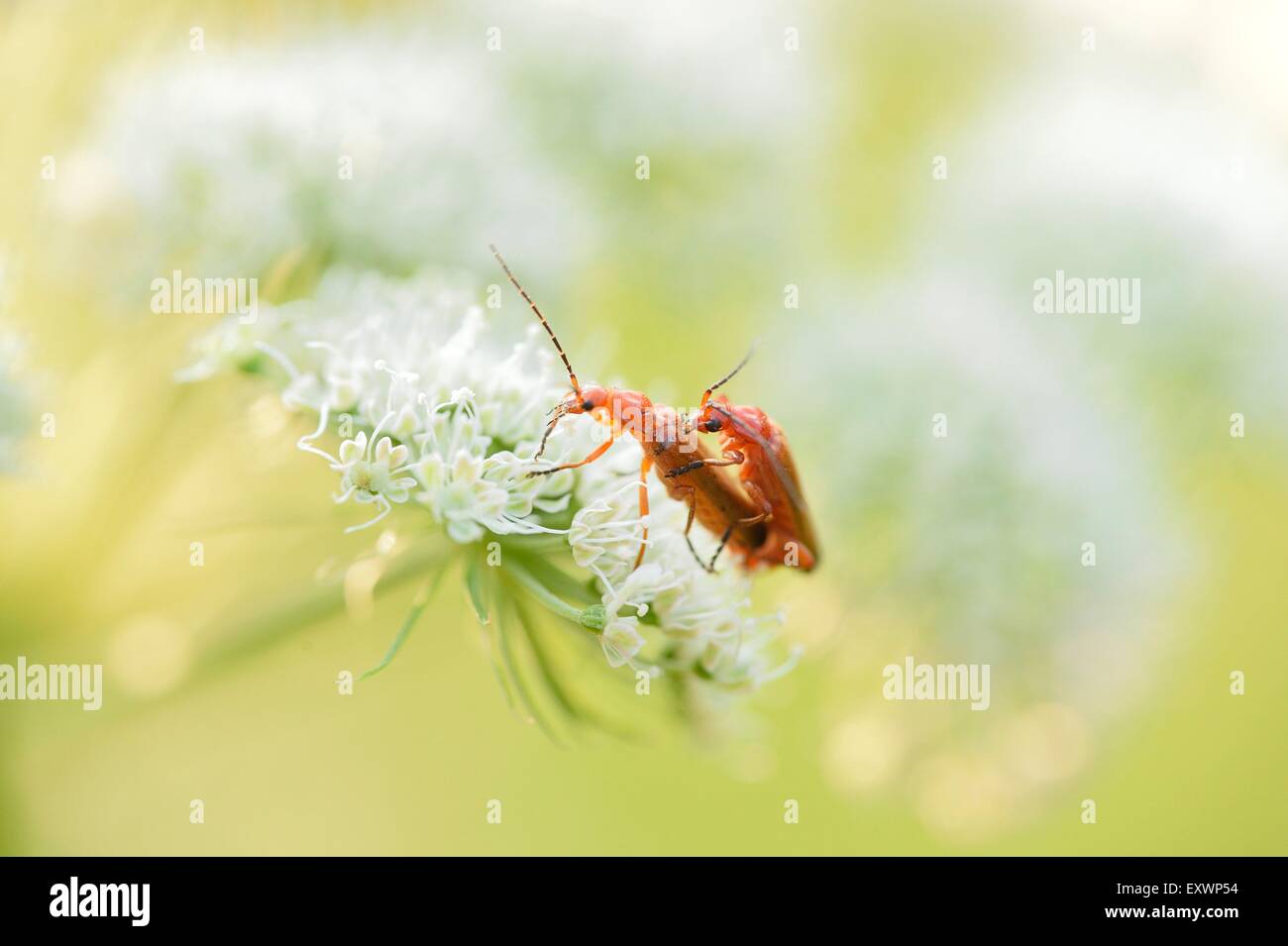 Comune soldato rosso coleotteri in accoppiamento un Peucedanum cervaria blossom Foto Stock