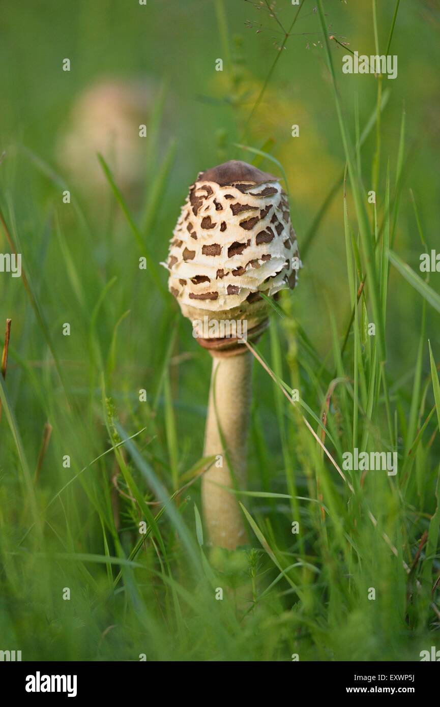 Ombrellone fungo in un prato Foto Stock