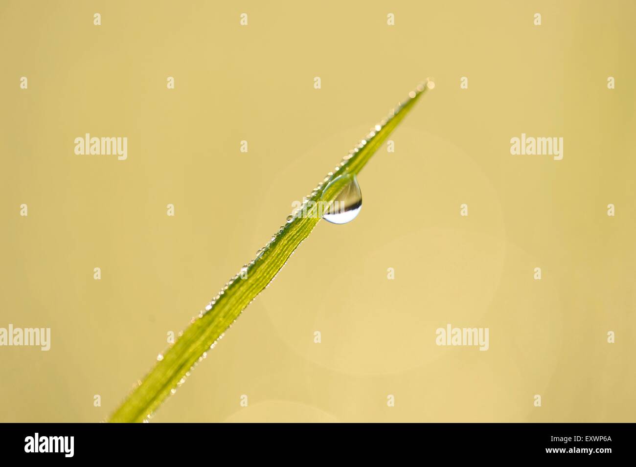 Dettaglio di una lama per erba con waterdrop Foto Stock