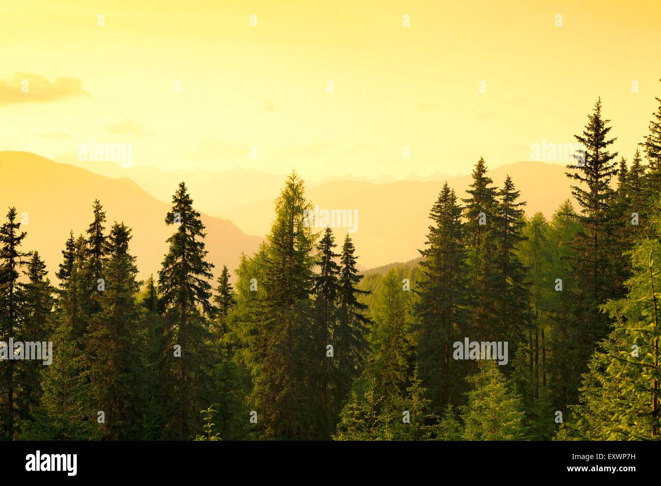 Bosco di abeti e larici, Oberinntal, Tirolo, Austria, Europa Foto Stock