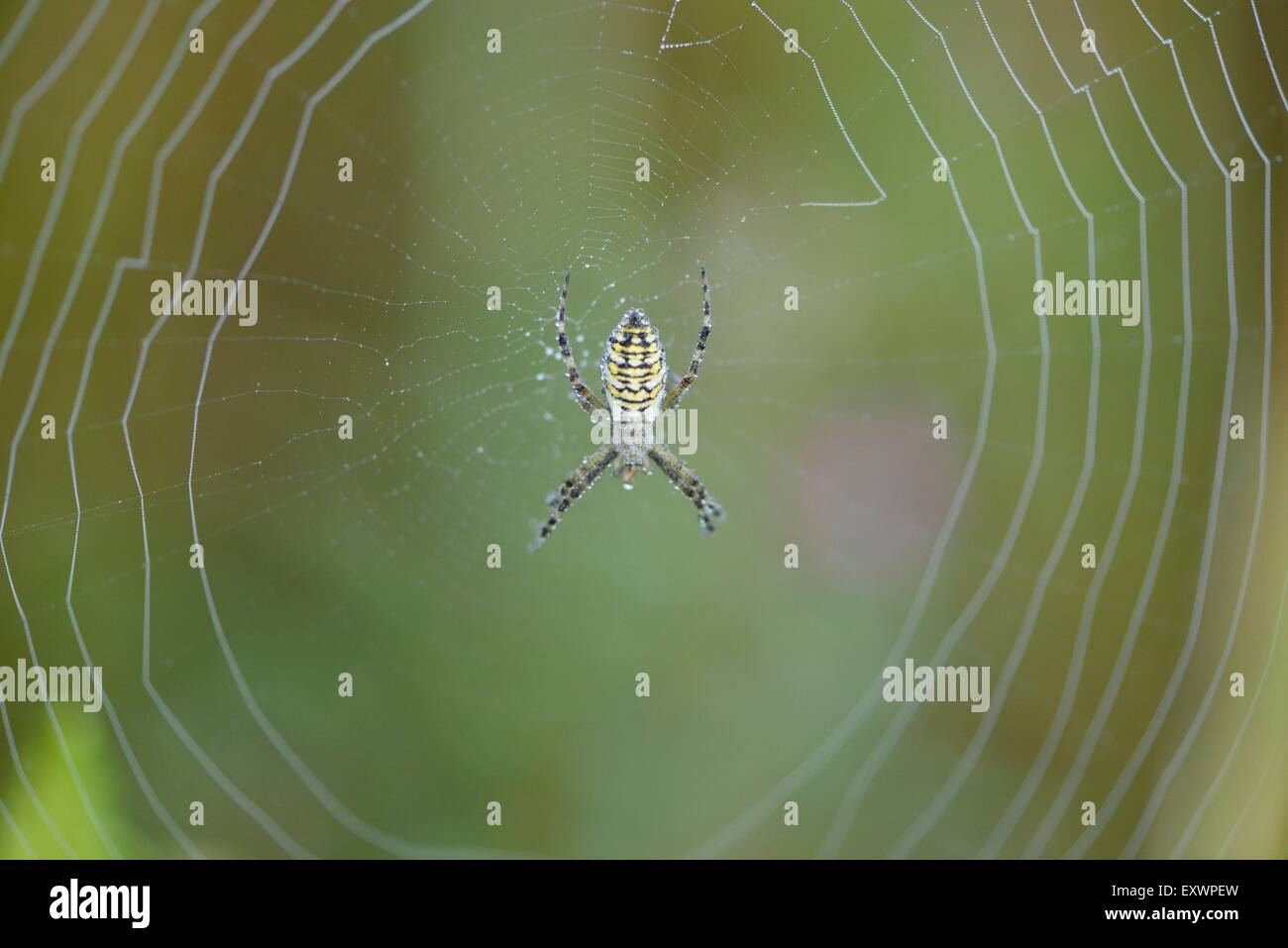 Close-up di un ragno nella ragnatela di rugiada Foto Stock