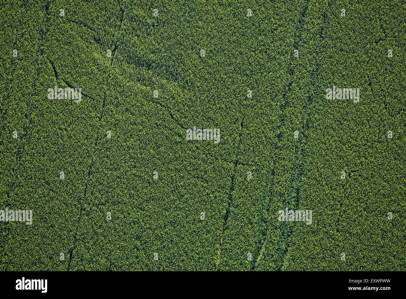 Le tracce in campo di mais, Baden-Wuerttemberg, Germania, foto aeree Foto Stock