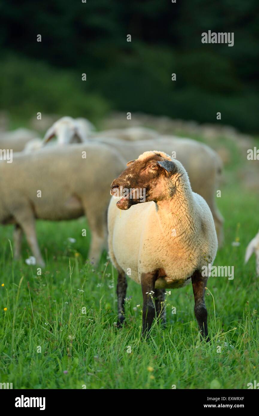 Gregge di pecore in un prato Alto Palatinato, Baviera, Germania, Europa Foto Stock
