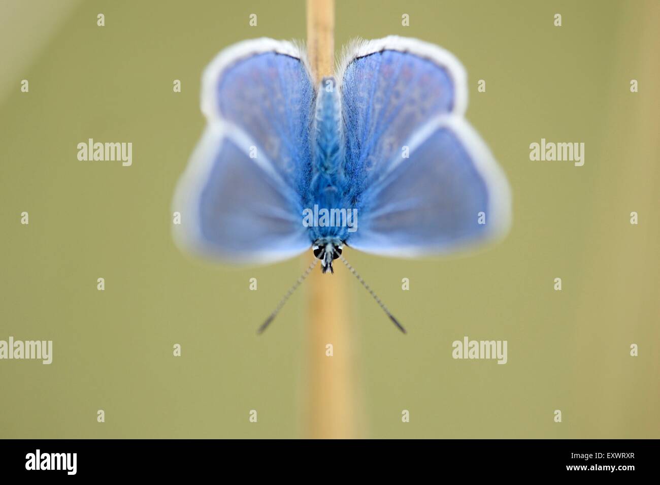 Comune, Blu Polyommatus icarus, Alto Palatinato, Baviera, Germania, Europa Foto Stock