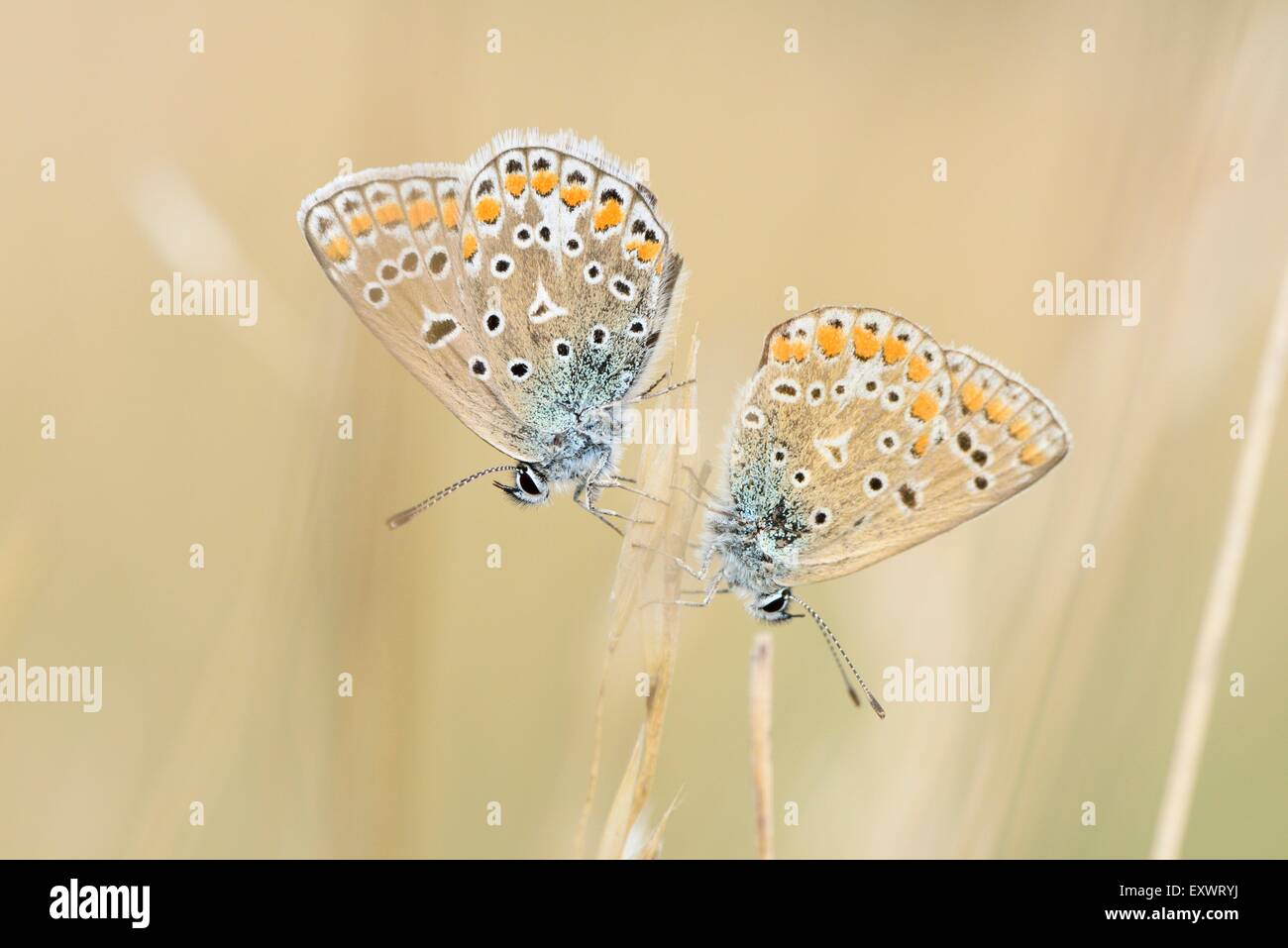 Due farfalle, Alto Palatinato, Baviera, Germania, Europa Foto Stock