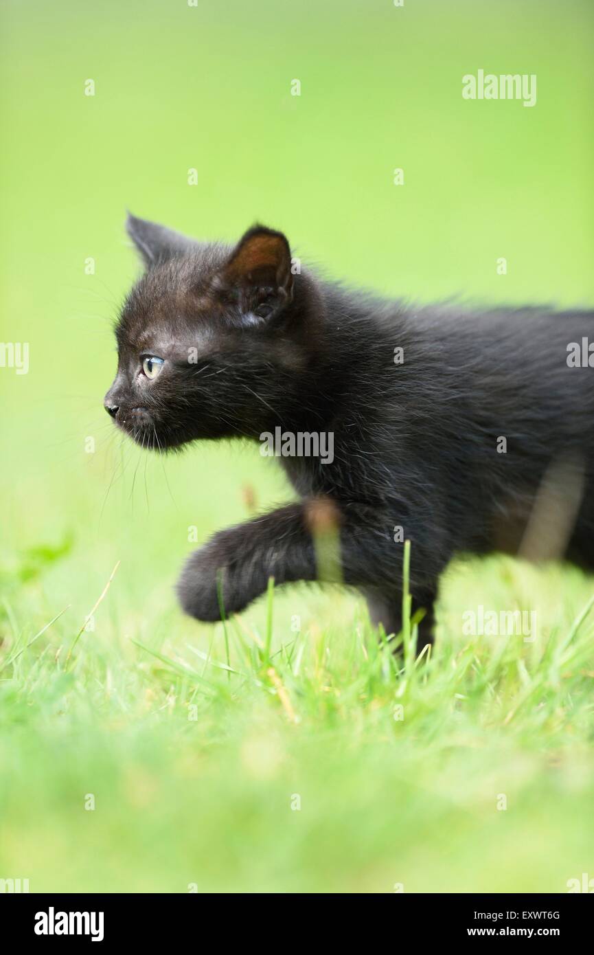 Domestico nero gattino su un prato Foto Stock