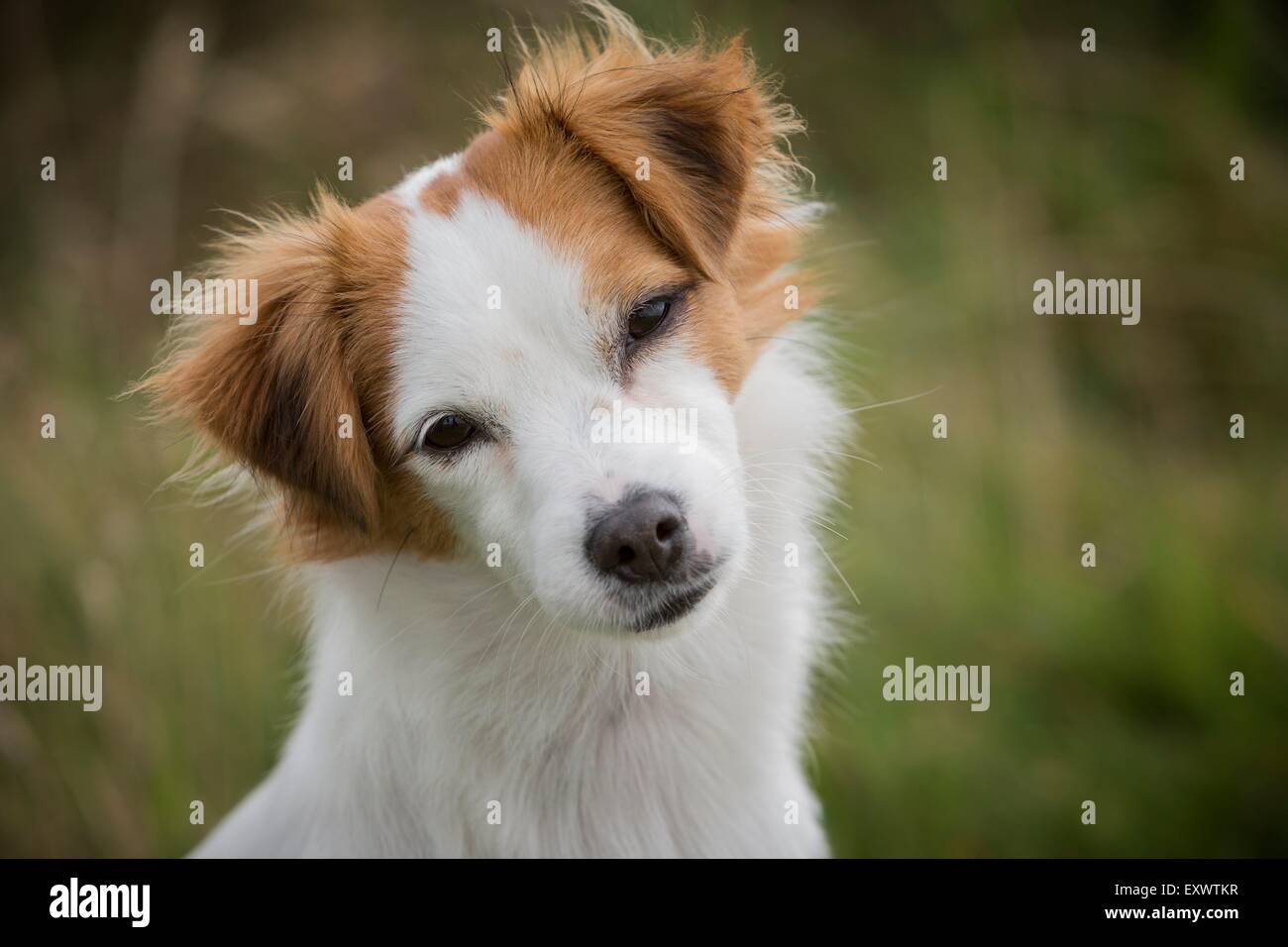 Ritratto di donna mongrel dog Foto Stock