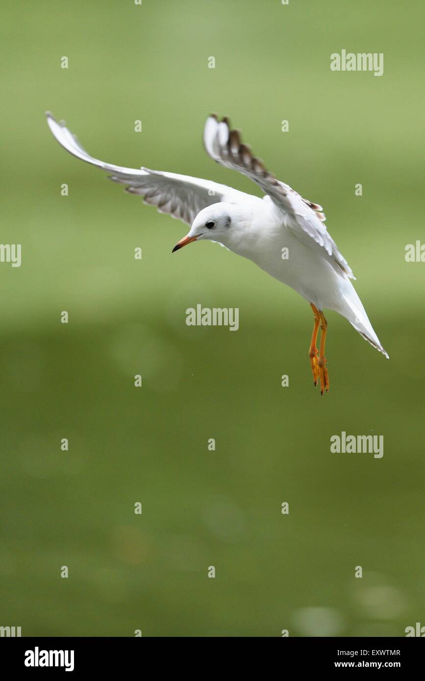 A testa nera gabbiano sorvolando un lago Foto Stock