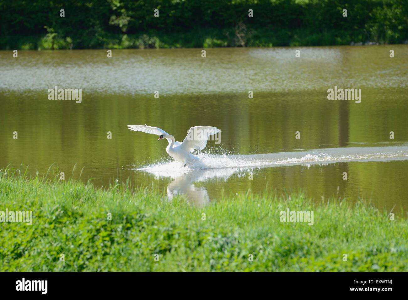 Cigno di atterraggio in un lago Foto Stock