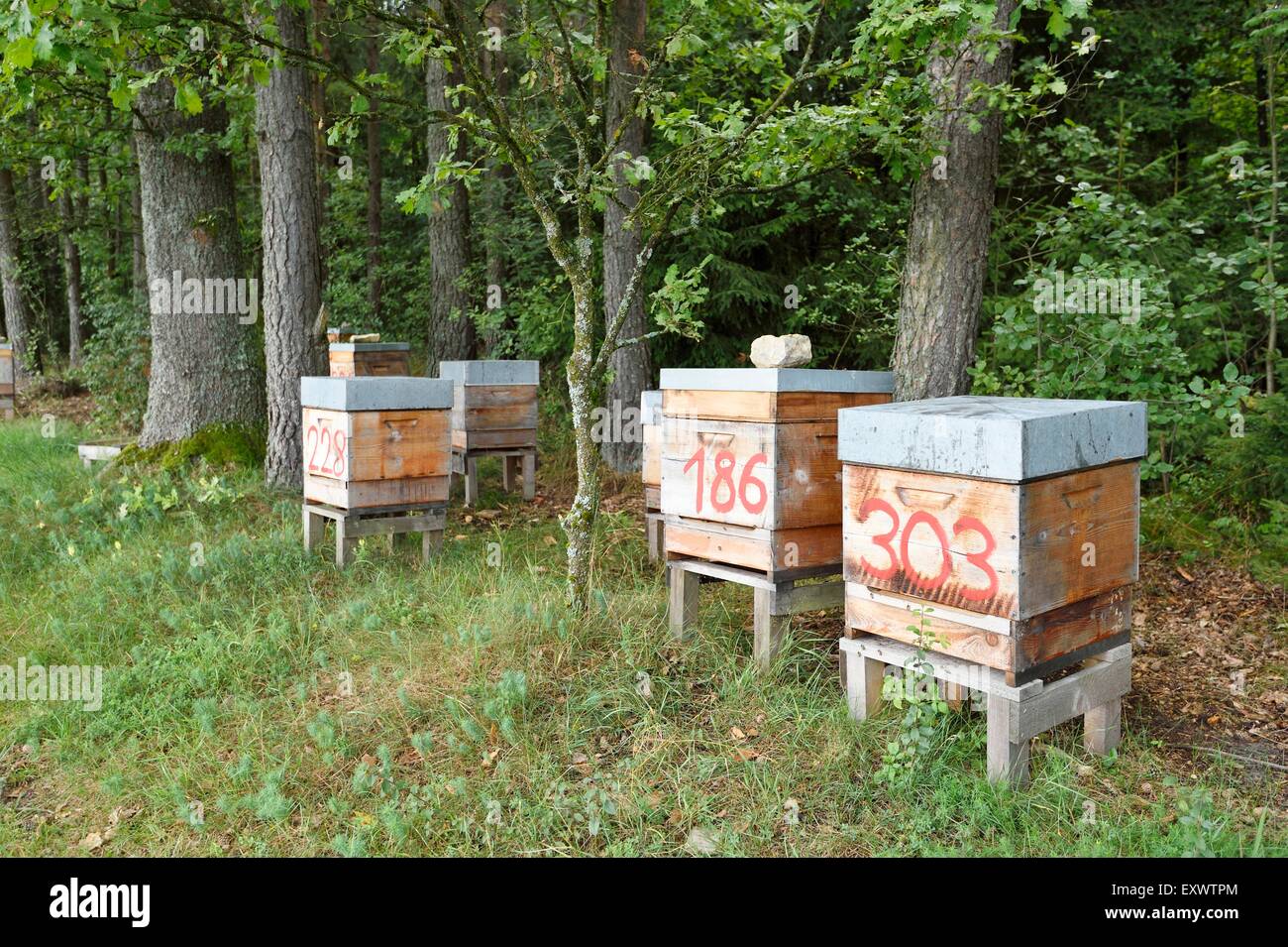 Beehive presso la foresta nel Palatinato Superiore, Baviera, Germania Foto Stock