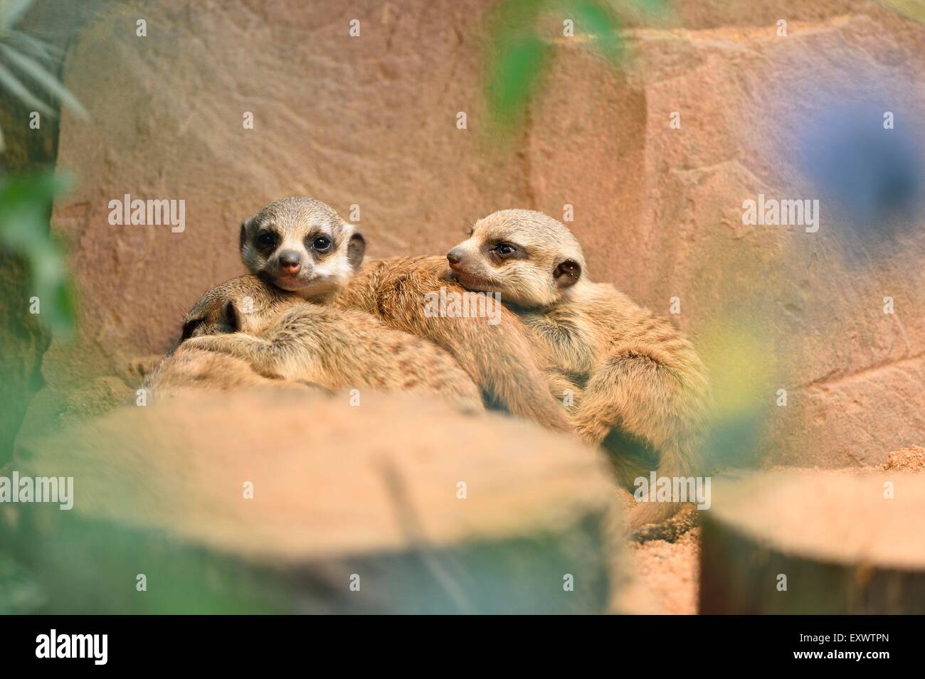 Tre giovani giacente meerkats Foto Stock
