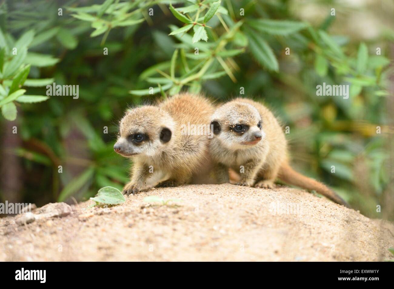 Due giovani meerkat Foto Stock