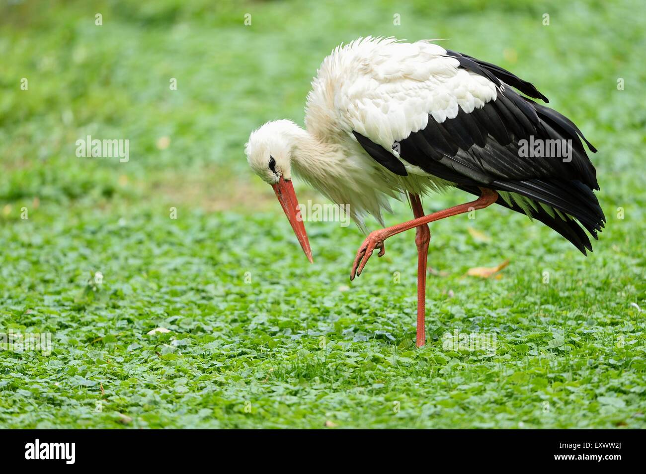 Cicogna bianca su un prato Foto Stock